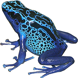 Azureus Blue Frog